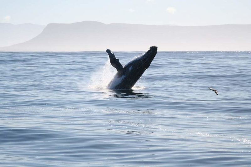 Baleine dans la région de l'Overberg - Afrique du Sud | Au Tigre Vanillé