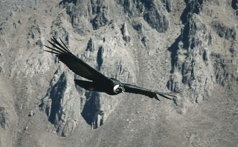 Balade jusqu'à la croix des condors dans le canyon de Colca - Pérou | Au Tigre Vanillé