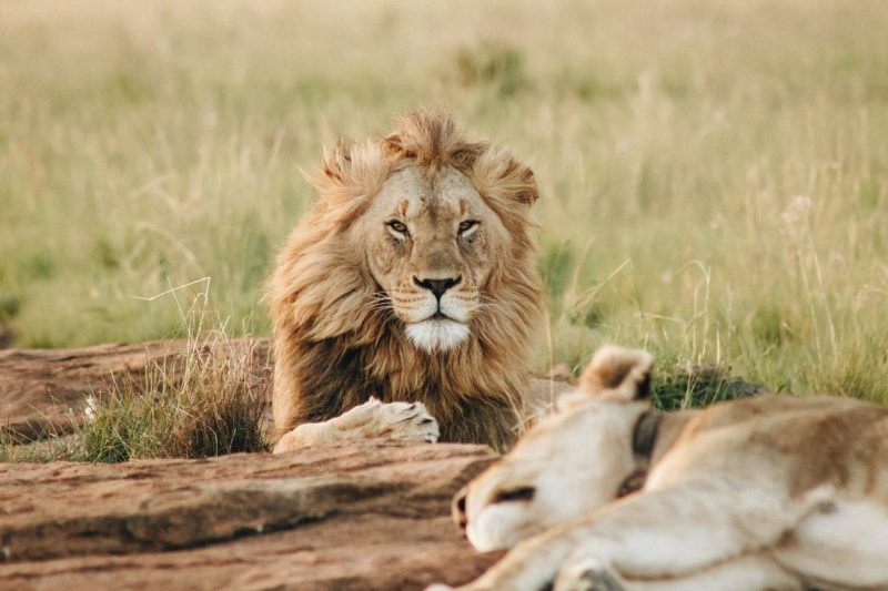 Rencotnre avec la faune africaine dans le parc de Gorongosa - Mozambique | Au Tigre Vanillé