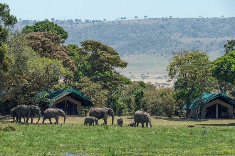 Muzimu Tented Camp dans le parc de Gorongosa - Mozambique | Au Tigre Vanillé