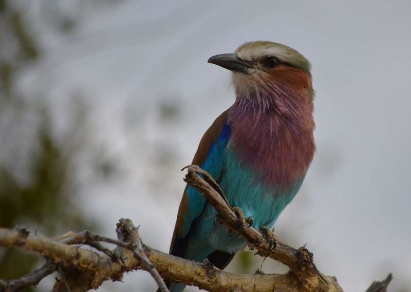 Observation des oiseaux sur la route des jardins - Afrique du Sud | Au Tigre Vanillé