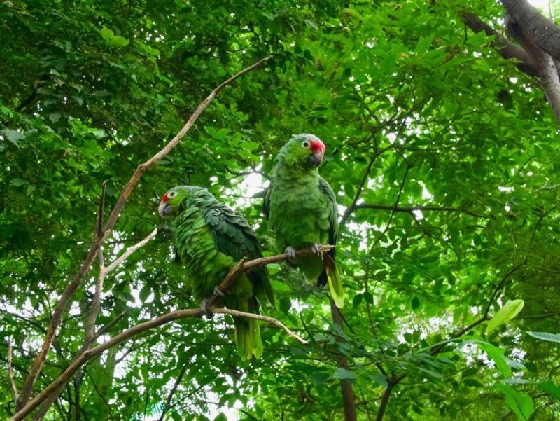 Observation de la faune dans la réserve de Pacaya Samiria en Amazonie - Pérou | Au Tigre Vanillé
