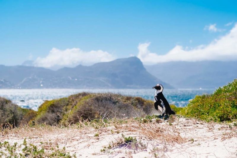 Manchot sur la péninsule du Cap - Afrique du Sud | Au Tigre Vanillé