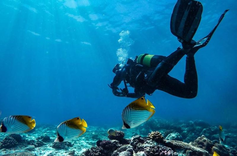 Plongée sous-marine dans l'archipel de Bazaruto - Mozambique | Au Tigre Vanillé