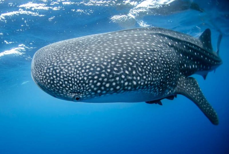 plongee-requin-baleine-tofo-mozambique Plongée avec les requins-baleines à Tofo - Mozambique | Au Tigre Vanillé