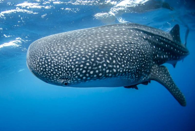 Plongée avec les requins-baleines à Tofo - Mozambique | Au Tigre Vanillé