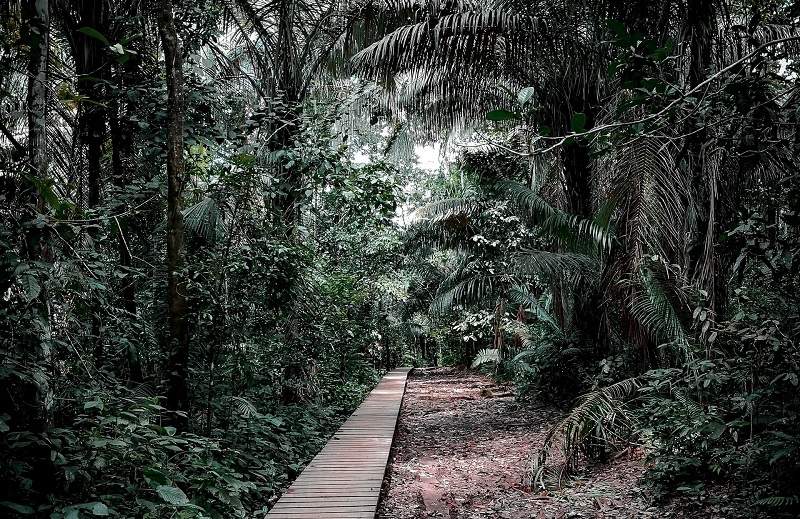 Randonnée dans le parc de Tambopata dans la forêt amazonienne - Pérou | Au Tigre Vanillé