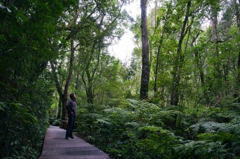 Randonnée dans le parc Tsitsikamma - Afrique du Sud | Au Tigre Vanillé