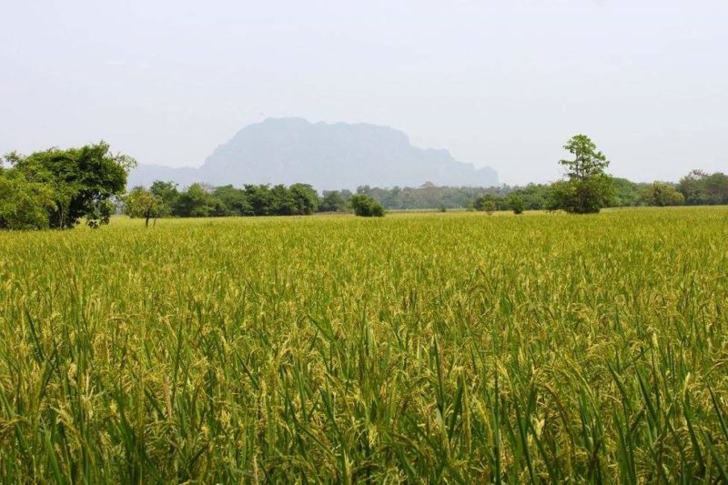 Immersion dans les rizières de la région de Hpa An - Birmanie | Au Tigre Vanillé