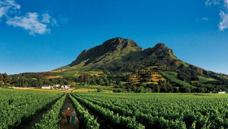 Découverte des vignobles de Constancia - Afrique du Sud | Au Tigre Vanillé