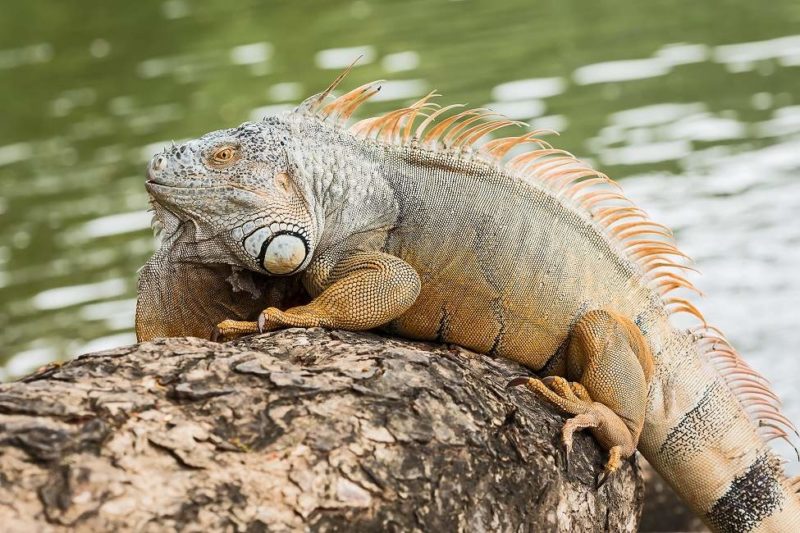 Costa Rica Tortuguero Iguana.