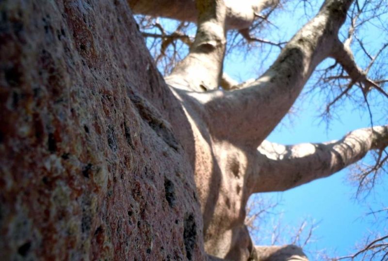 Baobab - Botswana | Au Tigre Vanillé