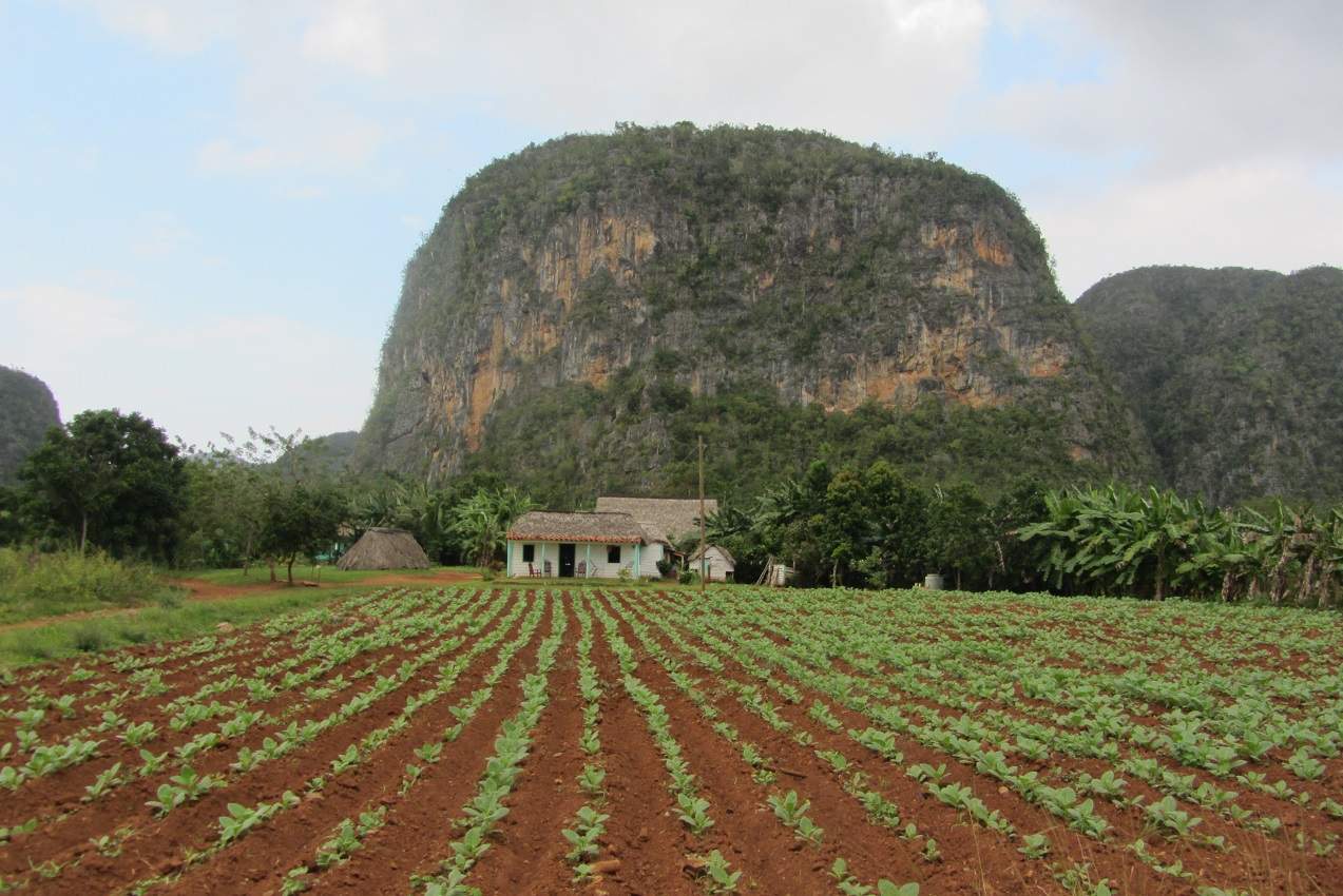 Dans la campagne de Vinales - Cuba | Au Tigre Vanillé
