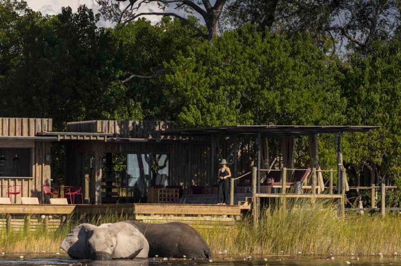 Elephant devant le camp Dumatau dans le Savute - Botswana | Au Tigre Vanillé