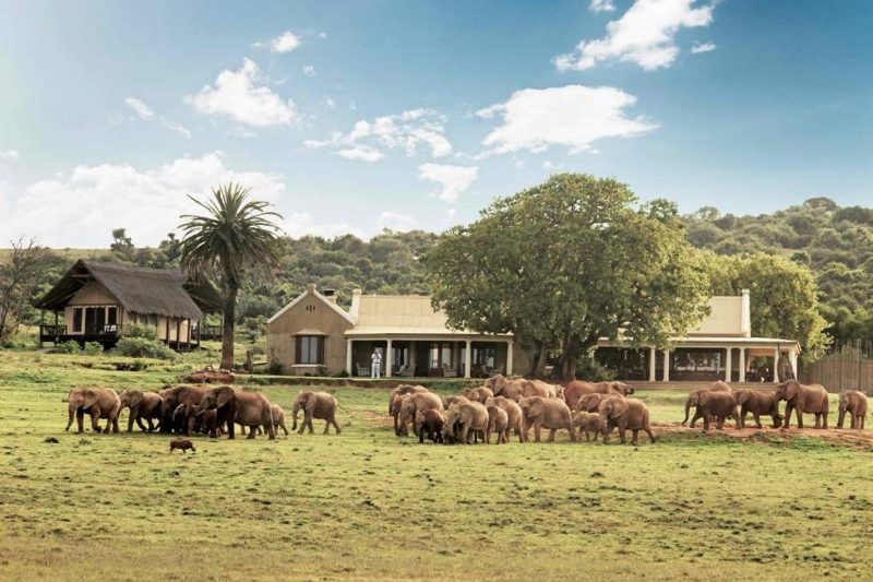 Gorah Elephant Camp - Afrique du Sud | Au Tigre Vanillé