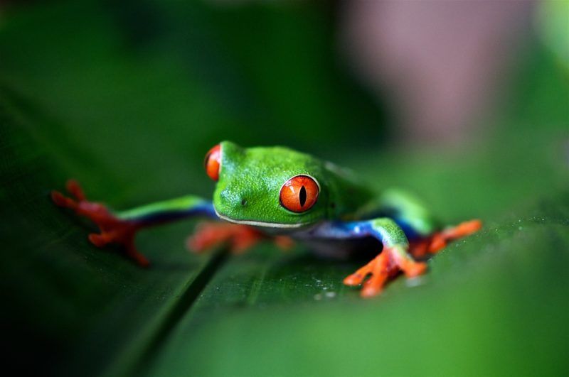 Grenouille rainette dans la région du volcan Arenal - Costa Rica | Au Tigre Vanillé