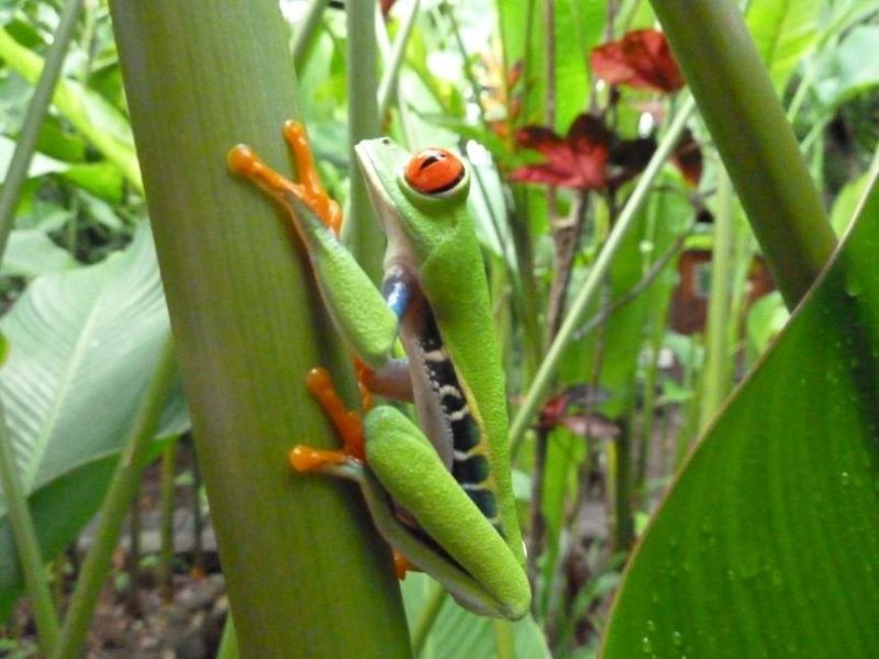 grenouille-tortuguero-costarica