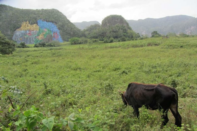 mur-prehistoire-vinales-cuba Le mur de la préhistoire à Vinales - Cuba | Au Tigre Vanillé