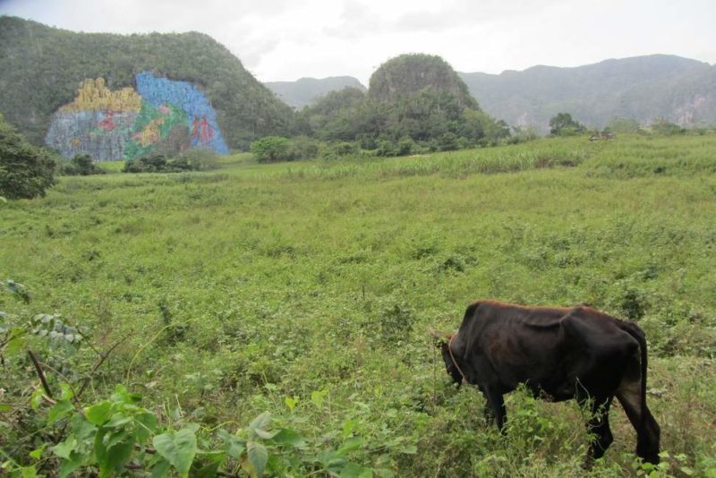 Le mur de la préhistoire à Vinales - Cuba | Au Tigre Vanillé