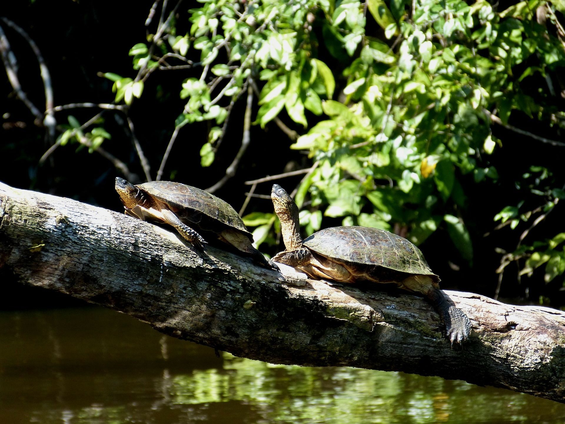 Deux tortues dans le parc Tortuguero - Costa Rica | Au Tigre Vanillé