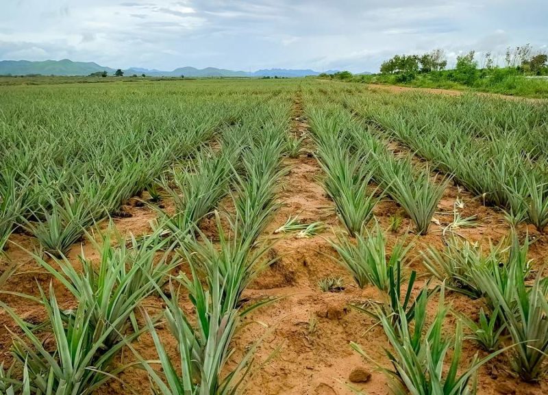 plantation-ananas-tortuguero-costarica