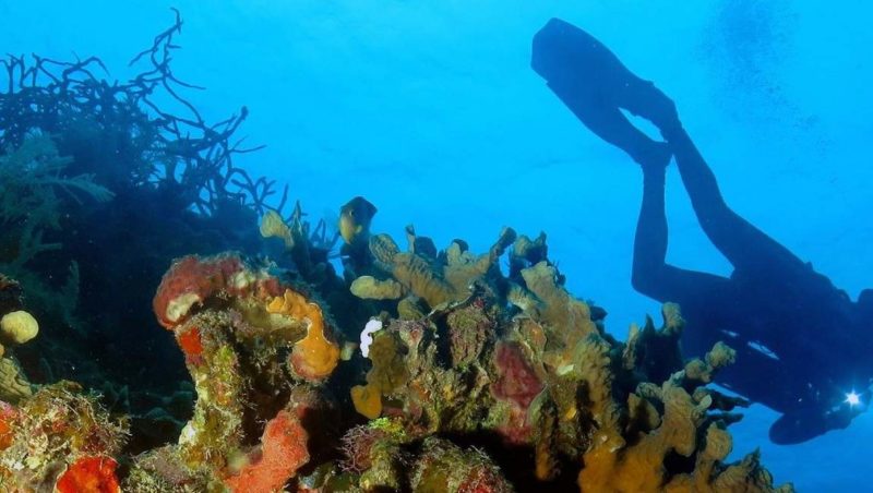 Plongée sous-marine à Varadero - Cuba | Au Tigre Vanillé