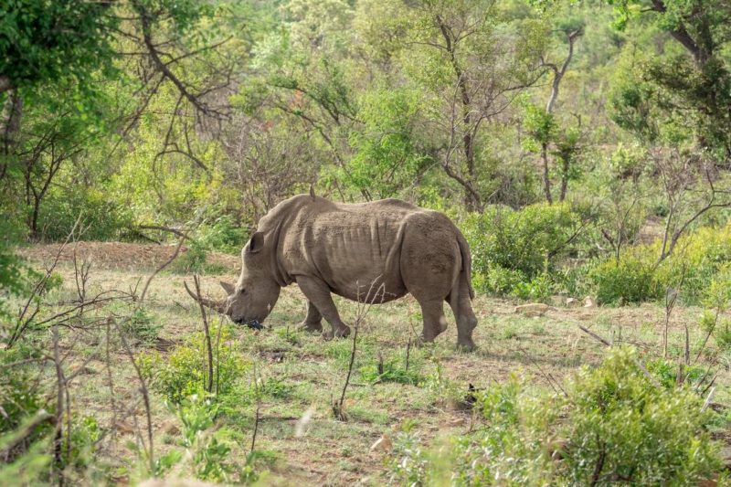 Rencontre avec les rhinocéros dans le parc du Kruger - Afrique du Sud | Au Tigre Vanillé