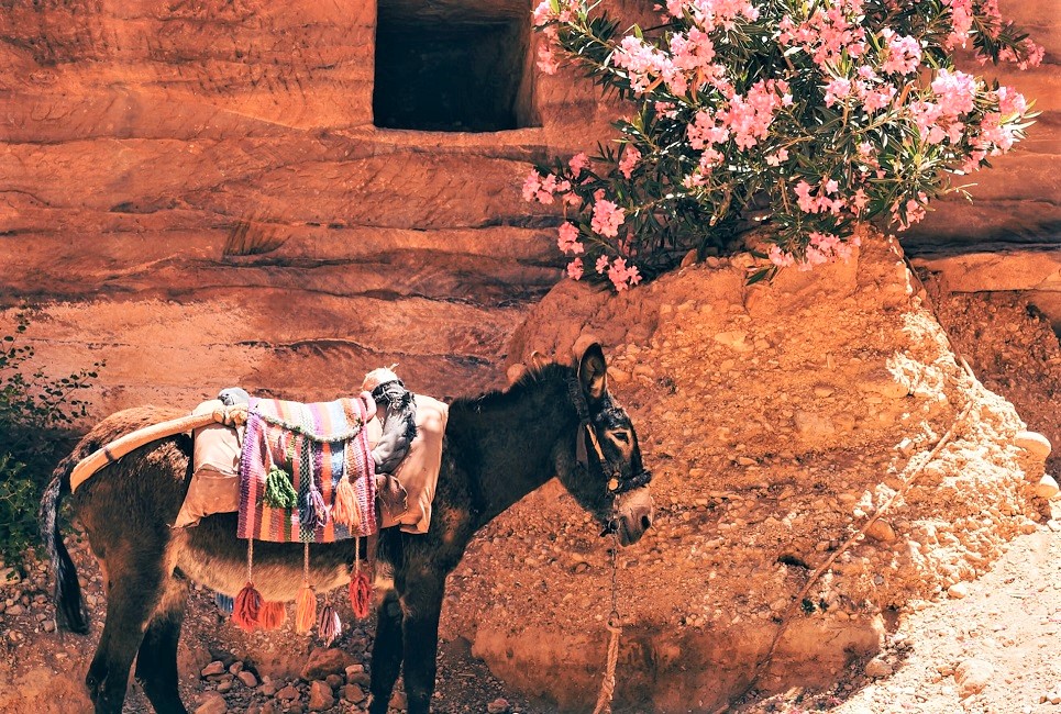 Ane dans un village sur la route des Rois - Jordanie | Au Tigre Vanillé