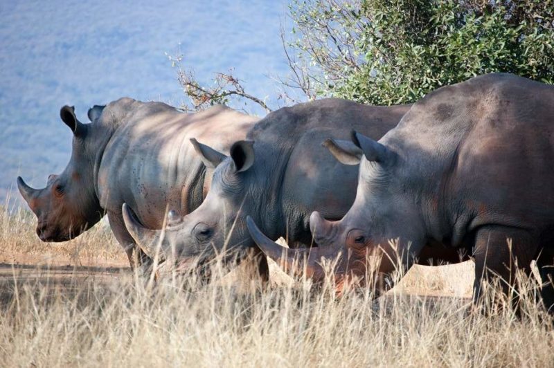 safari-randonnee-rhinoceros-kwazulu-afrique-sud Safari à la rencontre du rhinocéros dans le Kwazulu Natal - Afrique du Sud | Au Tigre Vanillé