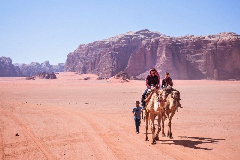 Une fleur du désert : Fleurs : Wadi Rum : Wadi Rum et mer Rouge : Jordanie  