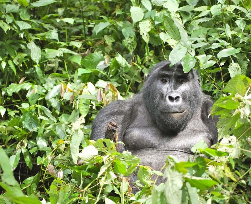 Face à face avec un gorille - Ouganda | Au Tigre Vanillé