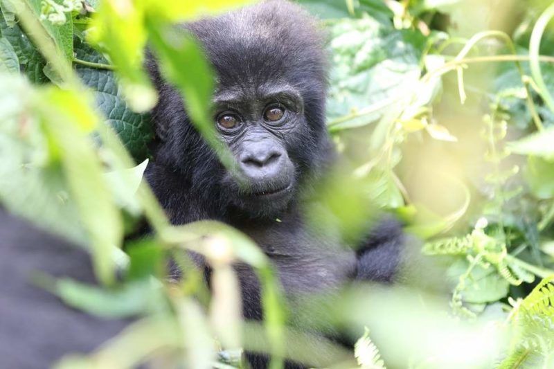 Rencontre avec un bébé gorille - Ouganda | Au Tigre Vanillé