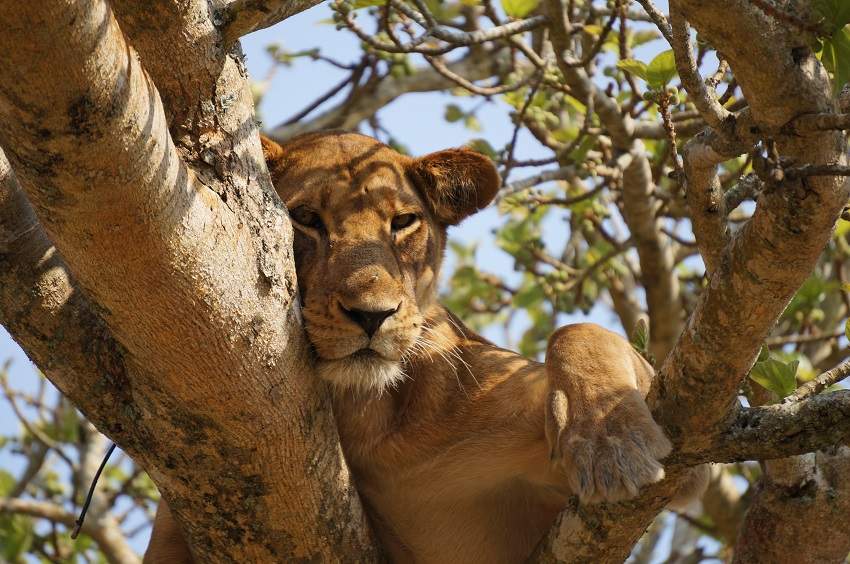 Rencontre avec les lions arboricoles à Ishasha - Ouganda | Au Tigre Vanillé