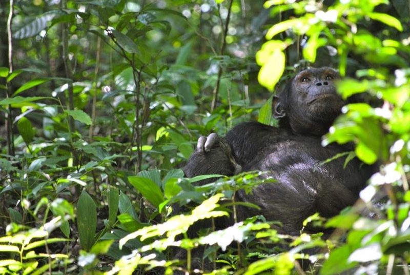 A la rencontre des chimpanzés - Ouganda | Au Tigre Vanillé