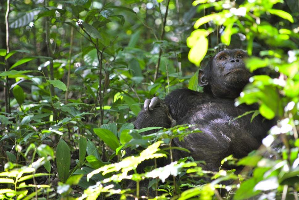 observation-chimpanzes-ouganda A la rencontre des chimpanzés - Ouganda | Au Tigre Vanillé