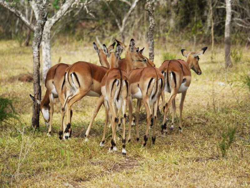 Safari dans le parc national du Lac Mburo - Ouganda | Au Tigre Vanillé