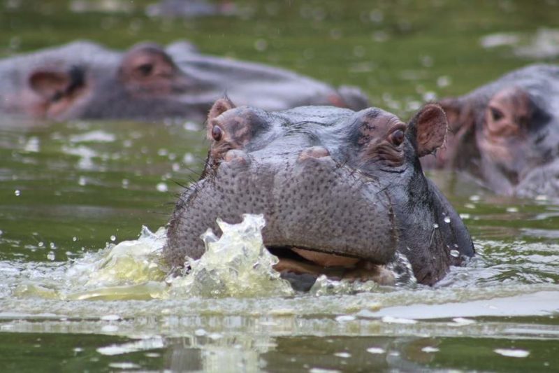 Observation animalière dans le parc national du lac Mburo - Ouganda | Au Tigre Vanillé