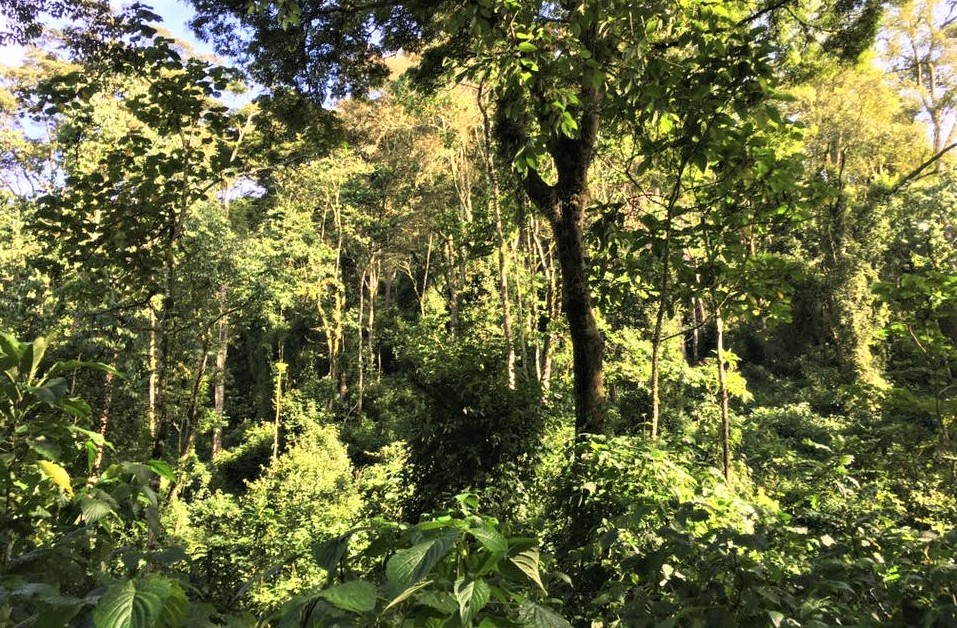 trek-foret-villages-bwindi-ouganda Trek dans la forêt à travers des villages vers Bwindi - Ouganda | Au Tigre Vanillé