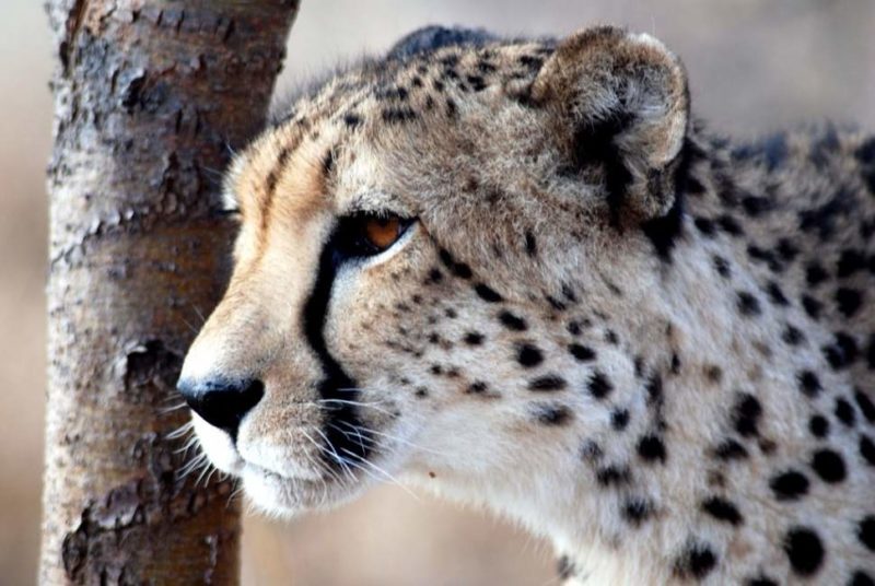 Safari dans le parc national d'Ambolesi - Kenya | Au Tigre Vanillé