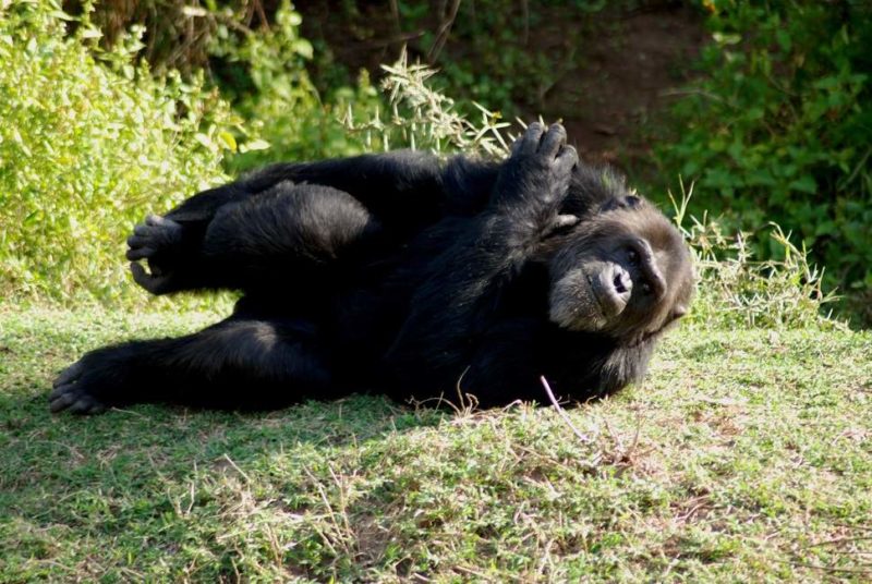 Observation des chimpanzés - Kenya | Au Tigre Vanillé