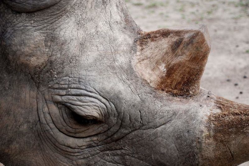 Safari à la recherche du rhinocéros noir - Kenya | Au Tigre Vanillé
