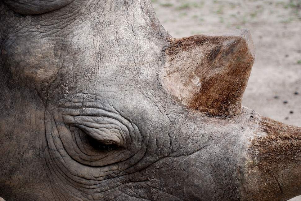 observation-safari-rhinoceros-kenya Safari à la recherche du rhinocéros noir - Kenya | Au Tigre Vanillé