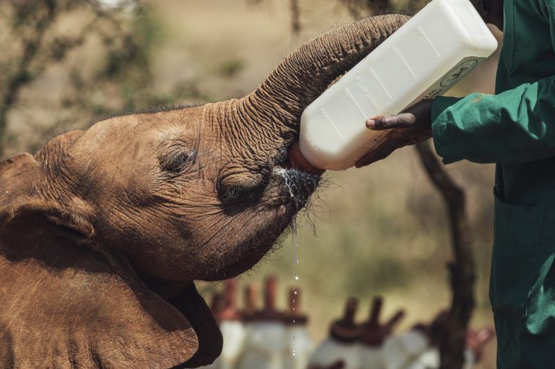 Visite de l'orphelinat des éléphants à Nairobi - Kenya | Au Tigre Vanillé
