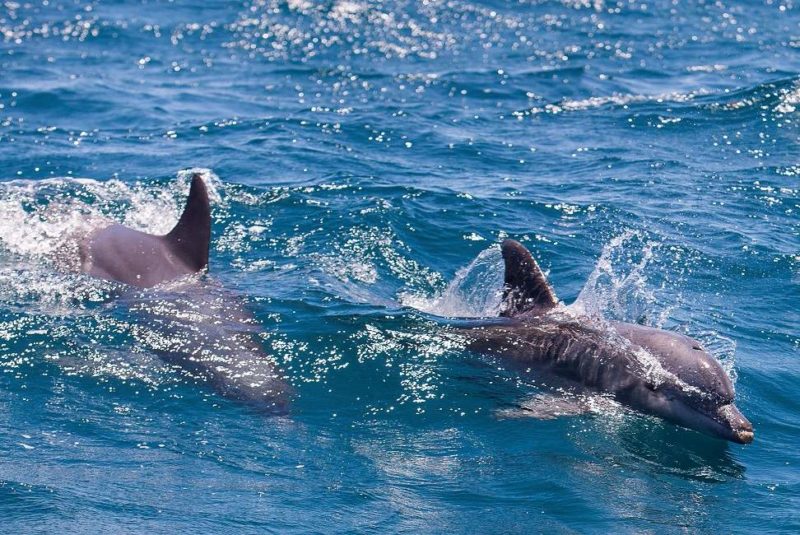 Dauphins dans le parc marin de Kisite - Kenya | Au Tigre Vanillé