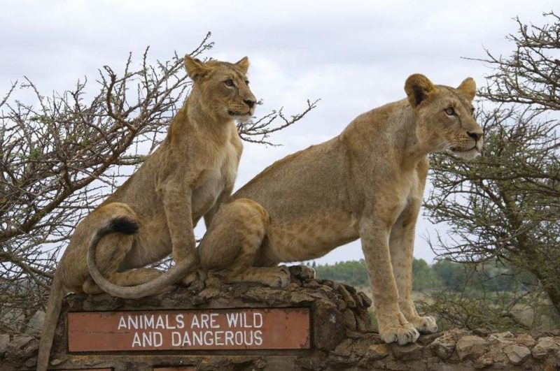 Safair dans le parc national de Nairobi - Kenya | Au Tigre Vanillé