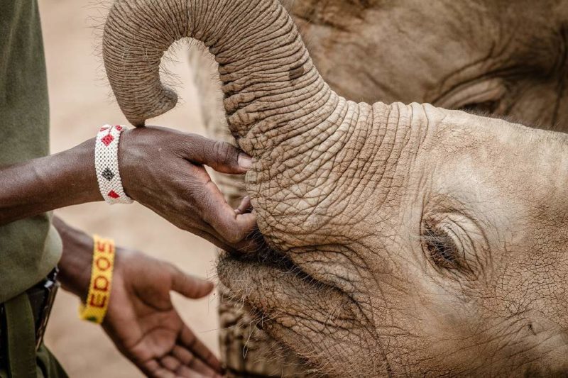 Visite du sanctuaire aux éléphants de Reteti - Kenya | Au Tigre Vanillé