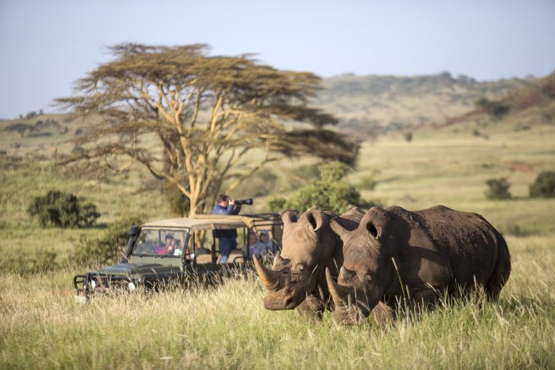Safari à la recherche du rhinocéros à Lewa - Kenya | Au Tigre Vanillé