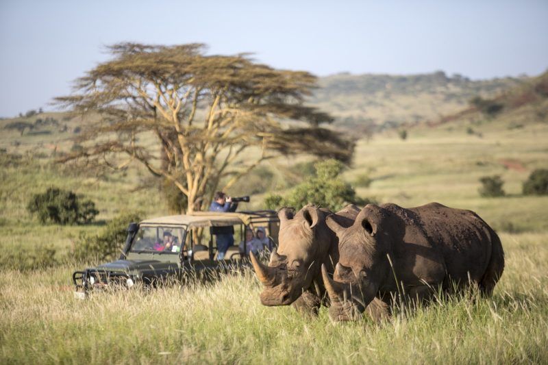 rhineoceros-safari-lewa-kenya Safari à la recherche du rhinocéros à Lewa - Kenya | Au Tigre Vanillé