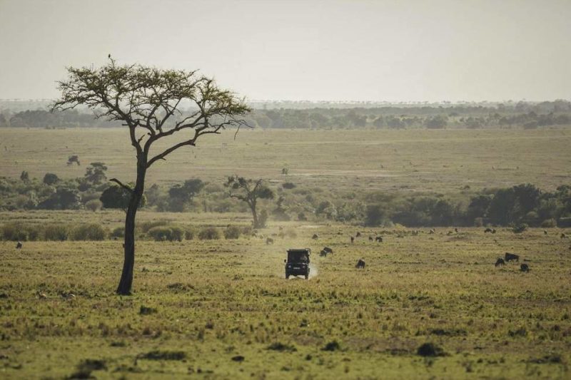 Safari en 4x4 dans le Masai Mara - Kenya | Au Tigre Vanillé