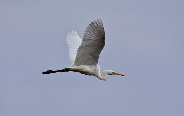 Aigrette dans le réserve naturelle de Cienaga de Pijino - Colombie | Au Tigre Vanillé